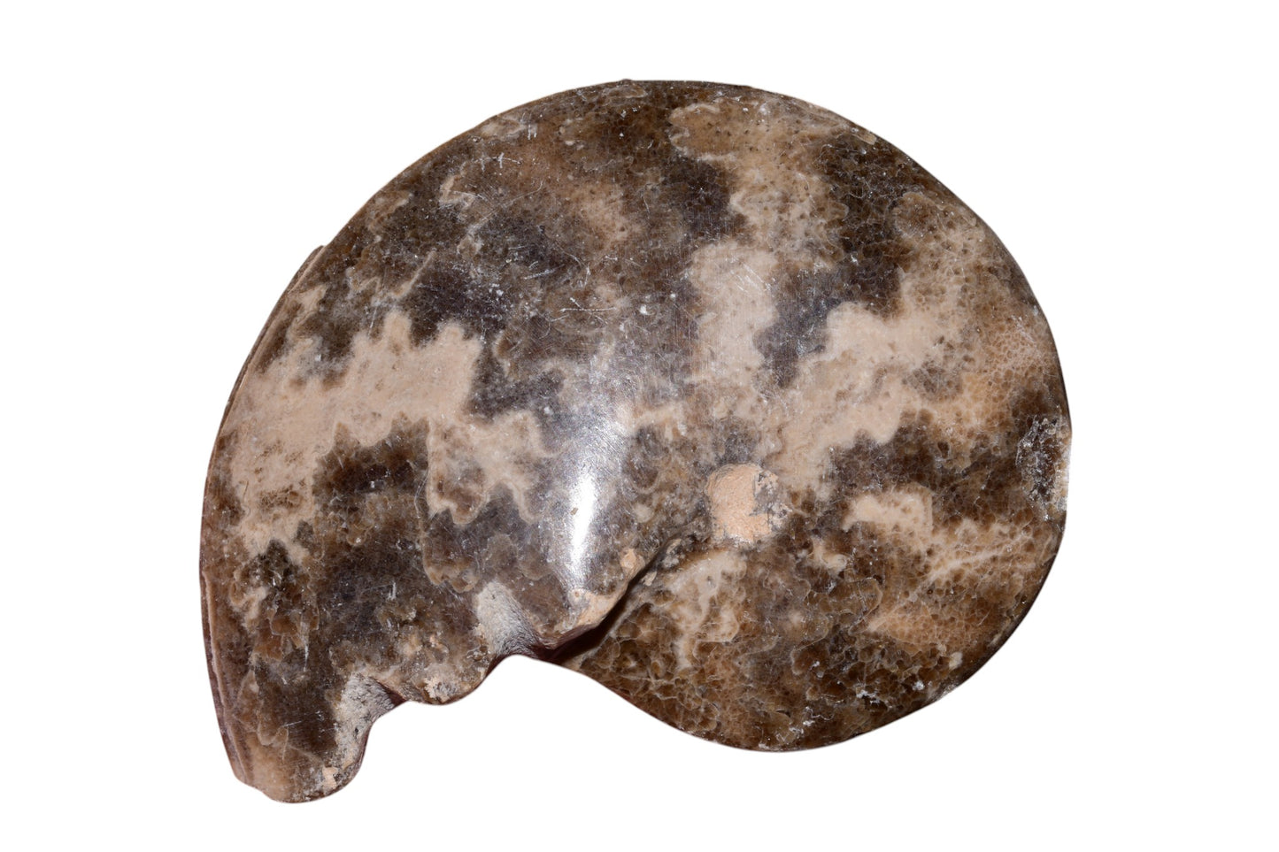 Polished Jurassic ammonite fossil front view, Jbel Bou Dahar Morocco, 91g cabinet specimen