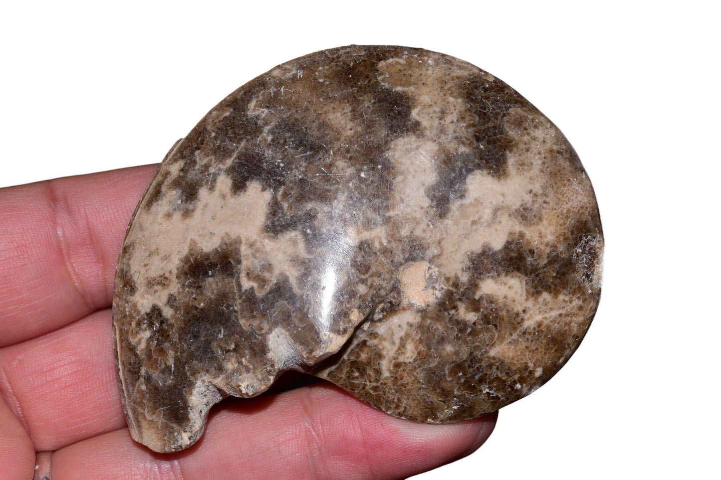 Jurassic ammonite fossil full spiral side view, Eastern High Atlas Morocco, 79mm