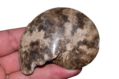 Jurassic ammonite fossil full spiral side view, Eastern High Atlas Morocco, 79mm