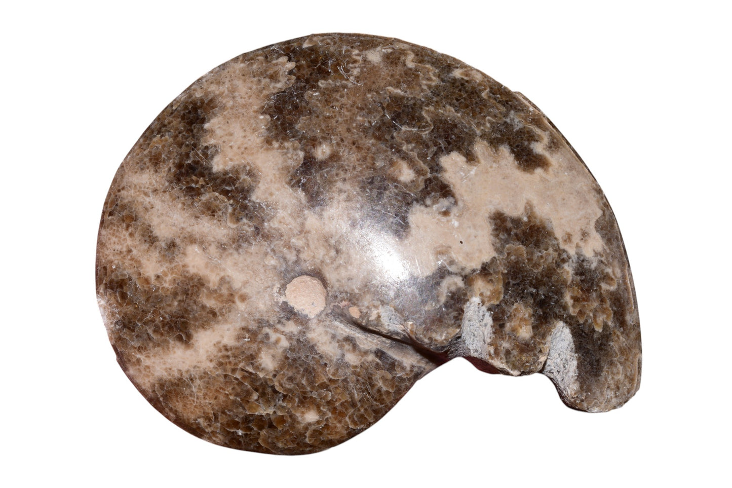 Polished ammonite fossil aperture and chamber detail, Jurassic Morocco cabinet piece