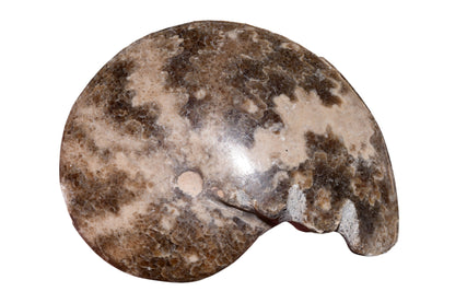 Polished ammonite fossil aperture and chamber detail, Jurassic Morocco cabinet piece
