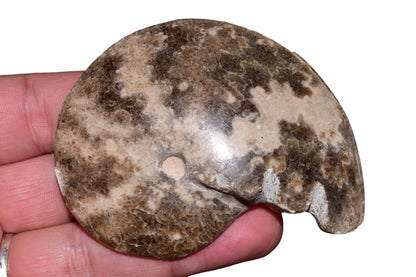 Polished ammonite fossil reverse side showing natural mineralization, Jbel Bou Dahar Morocco