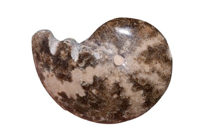 Polished Jurassic Ammonite Fossil from Jbel Bou Dahar, Eastern High Atlas, Morocco