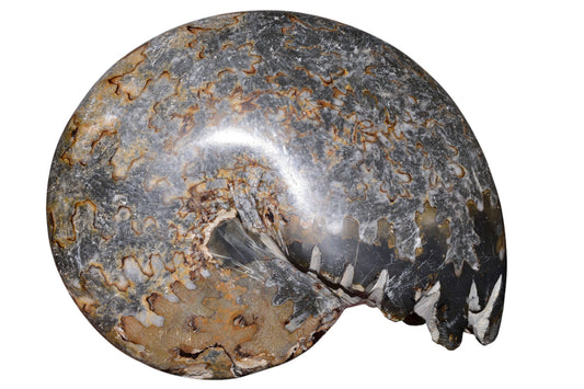 Polished Jurassic ammonite fossil suture lines close-up, Jbel Bou Dahar Morocco