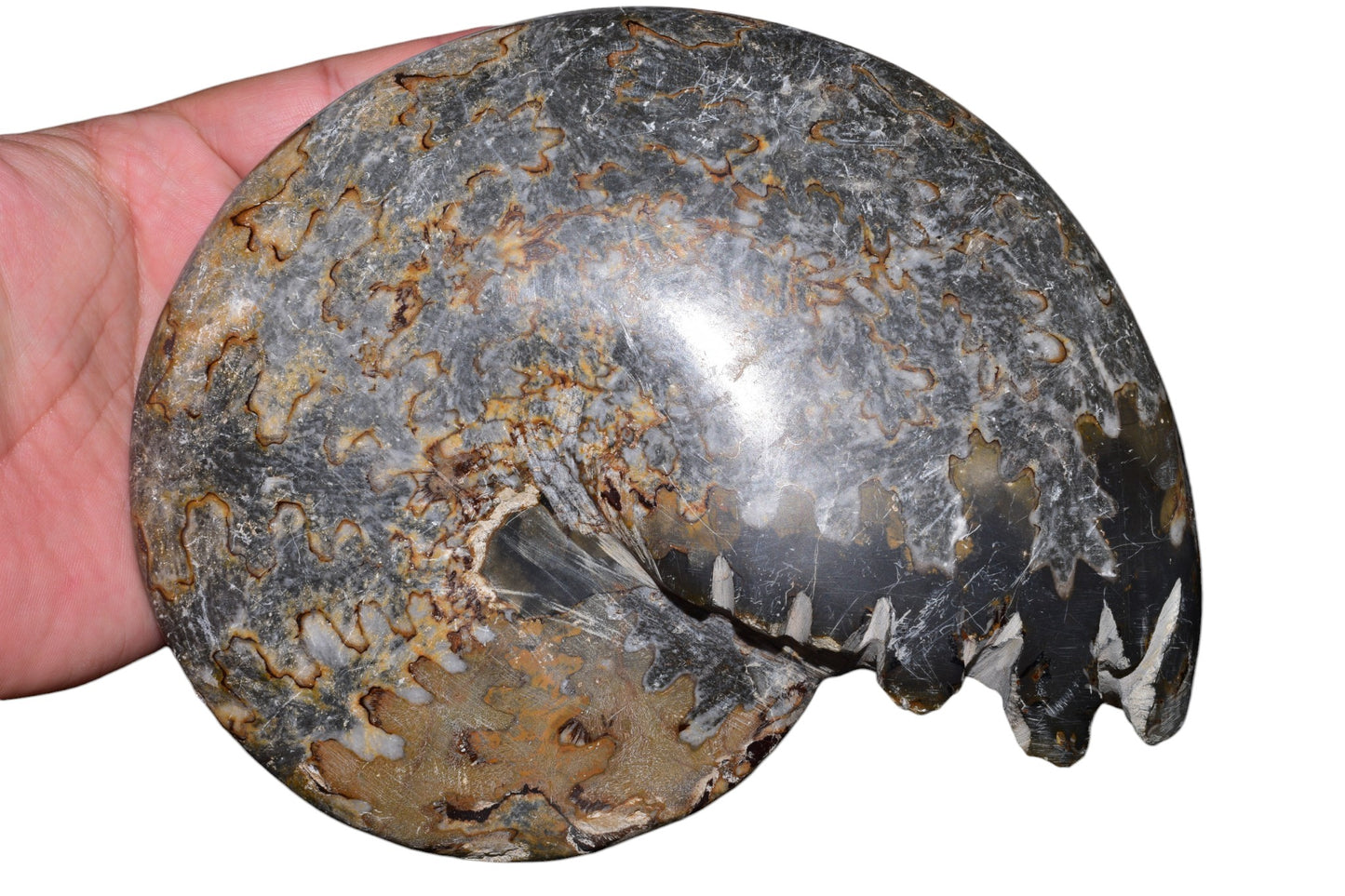 Jurassic ammonite fossil full spiral side view, Eastern High Atlas Morocco