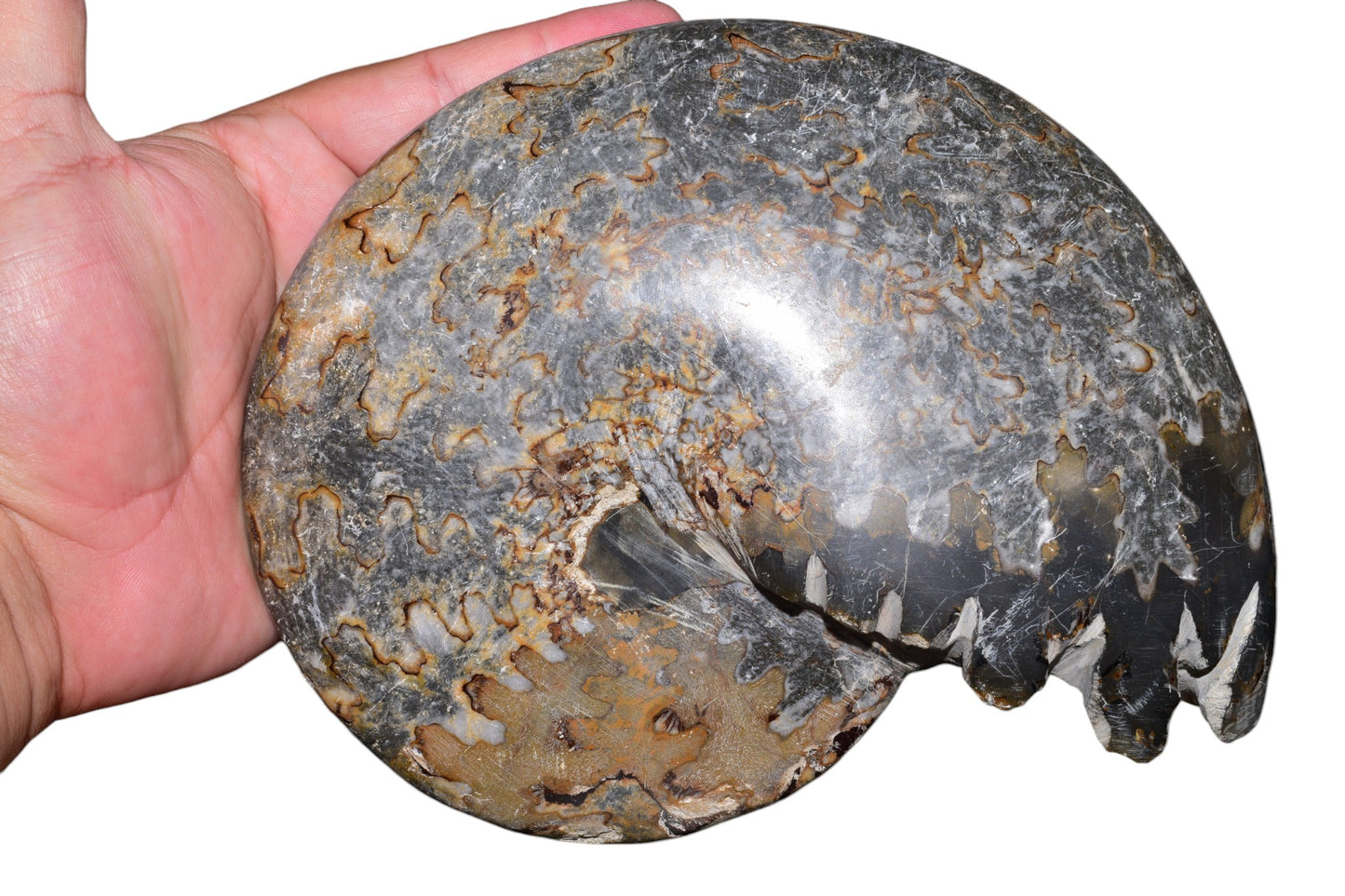 Polished ammonite fossil obverse face natural mineralization patterns Morocco