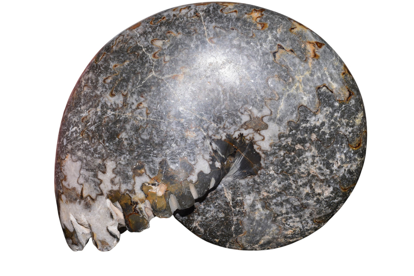 Large polished ammonite fossil hand size reference 20cm 1930g Morocco