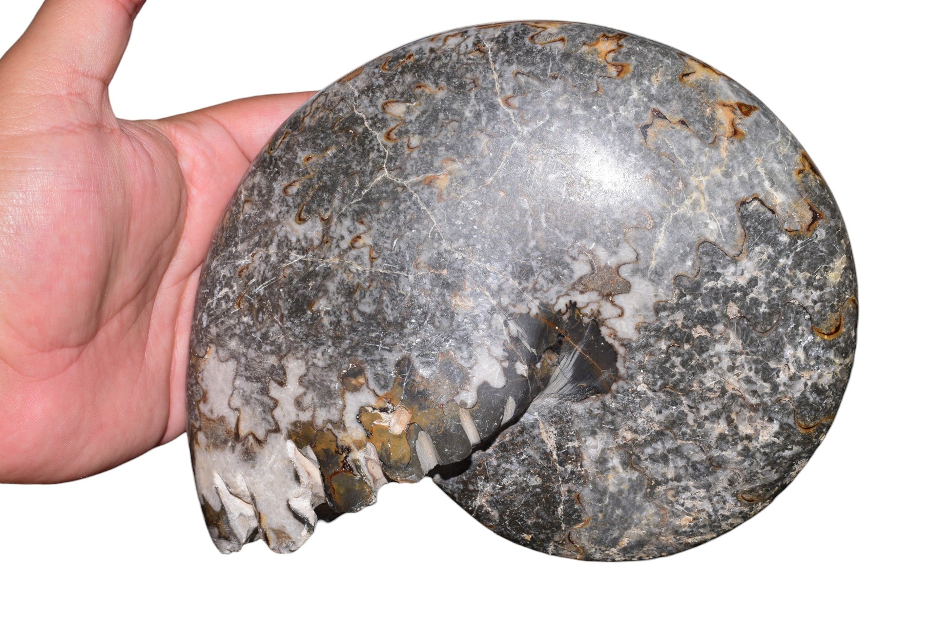 Jurassic ammonite fossil angled view showing chamber structure, Morocco