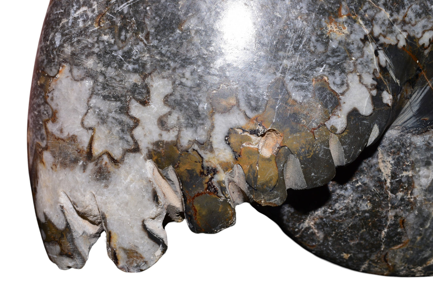 Polished ammonite fossil reverse side display view, Jbel Bou Dahar Morocco