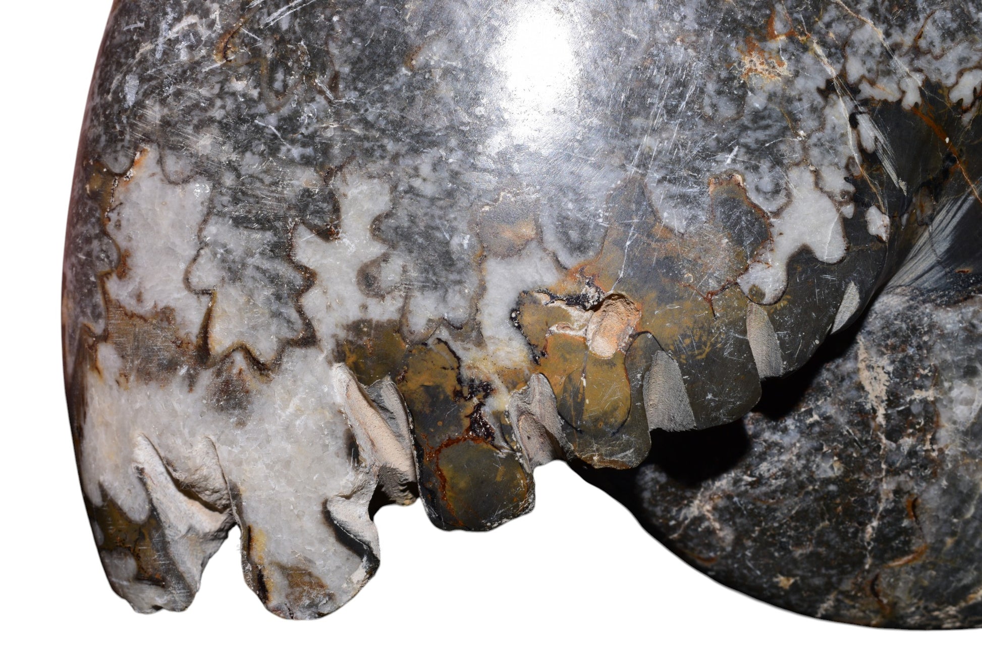 Polished ammonite fossil reverse side display view, Jbel Bou Dahar Morocco