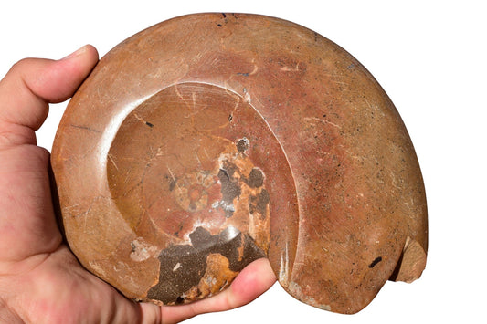 Polished Jurassic ammonite fossil inner chamber close-up detail Jbel Bou Dahar Morocco