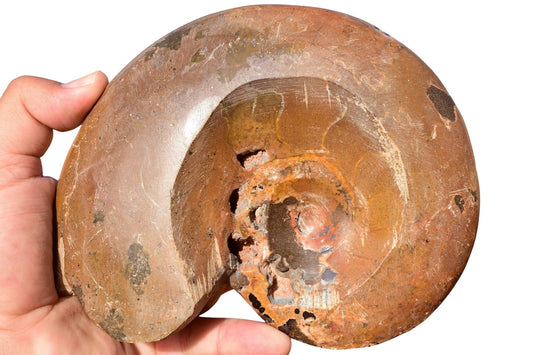Jurassic ammonite fossil aperture view showing internal spiral chambers Morocco