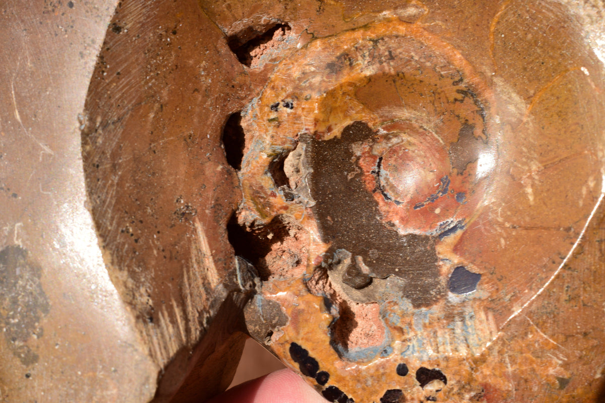 Polished ammonite fossil umbilicus close-up natural mineralization Eastern High Atlas Morocco