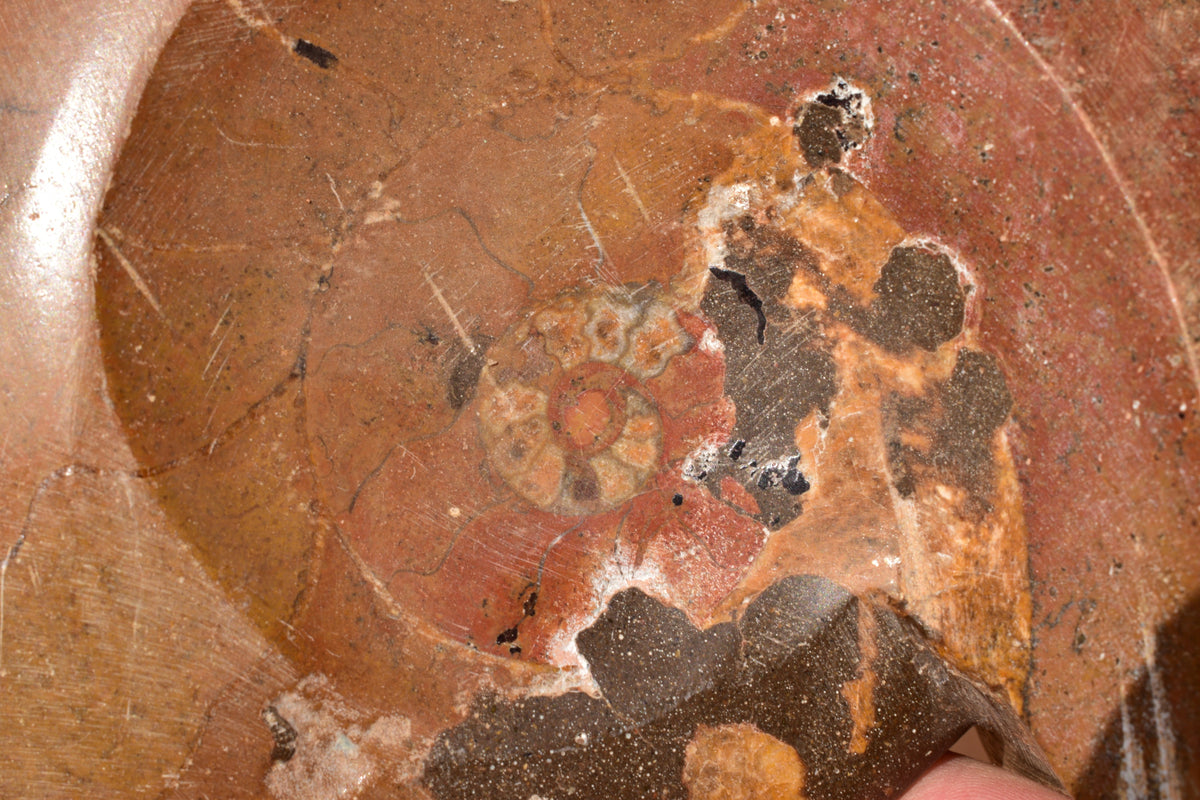 Polished ammonite fossil reverse side full spiral view hand scale Jbel Bou Dahar Morocco