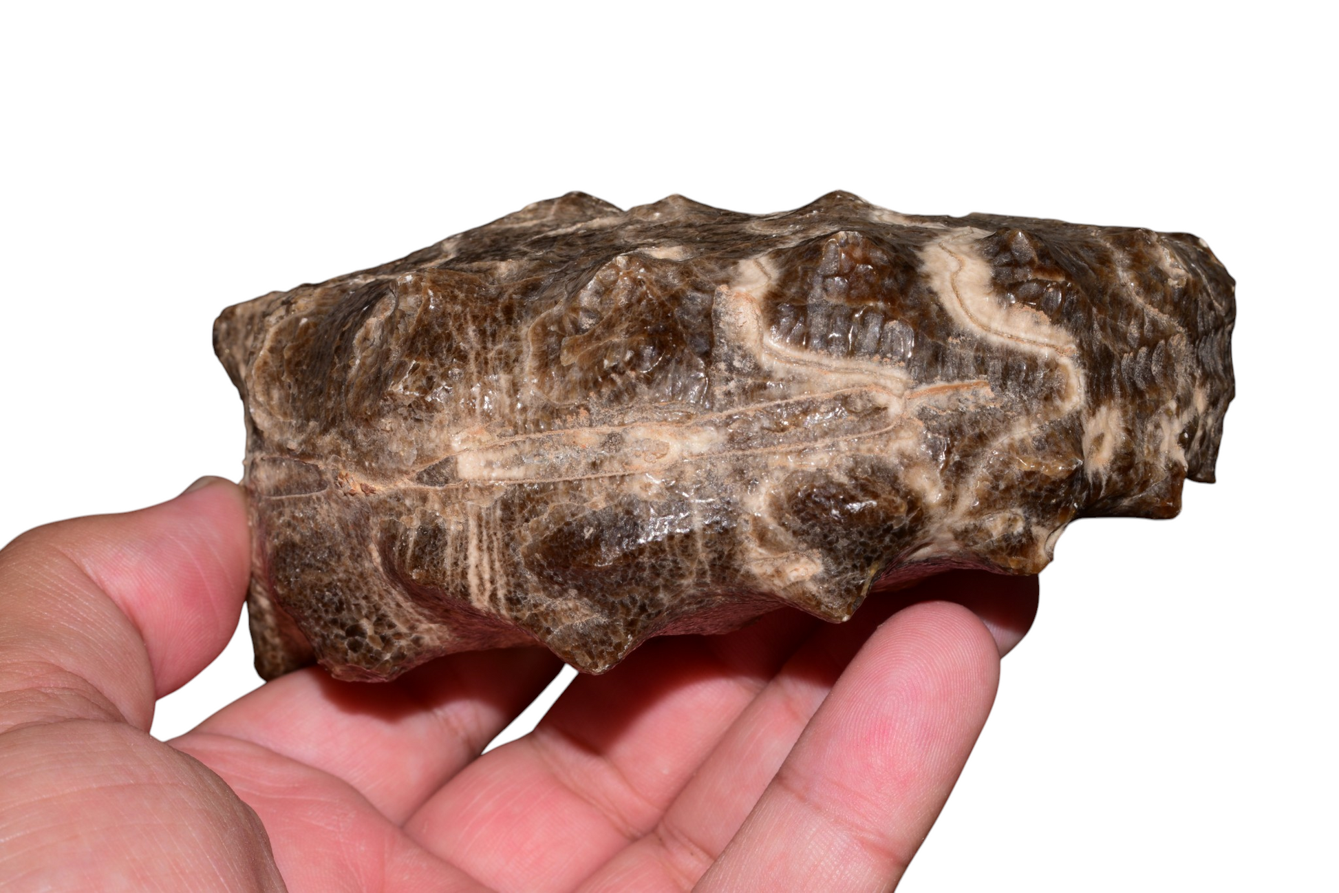 Reverse face of Mammites nodosoides ammonite showing natural matrix, Turonian Cretaceous, Goulmima Morocco