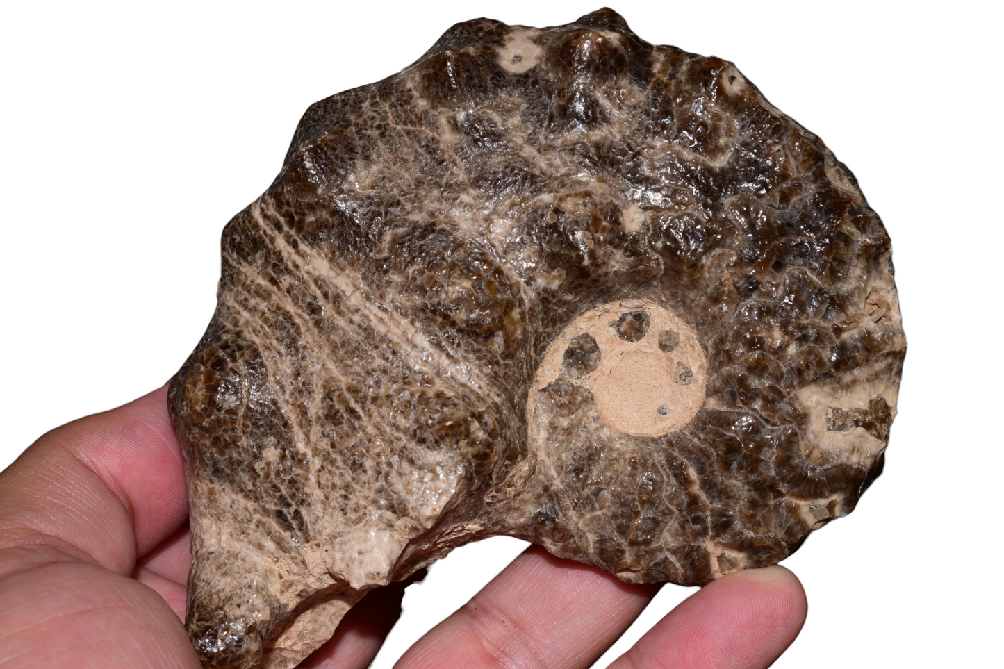 Mammites nodosoides ammonite side profile view, Lower Turonian Cretaceous, Goulmima Morocco, 12cm specimen