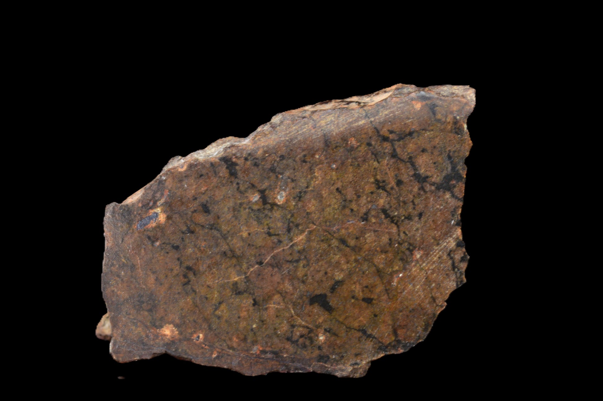 Polished NWA 13272 meteorite slice, 2.65g, showcasing its ungrouped achondrite structure for sale by Buy Meteorite, LLC.