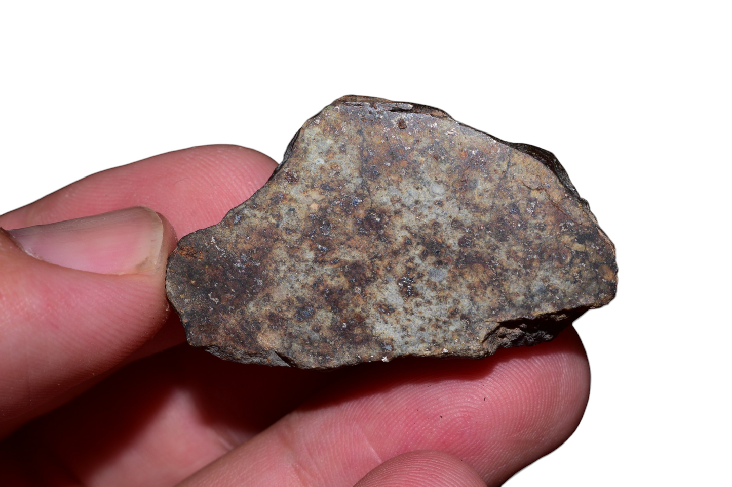 Moroccan chondrite meteorite 31g windowed slice chondrules close up Sahara 2025