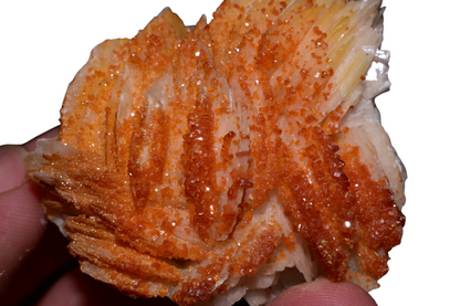 Dense orange vanadinite microcrystals coating barite blades – macro detail